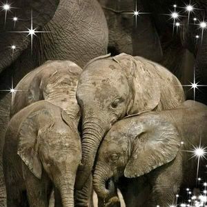 Meet your Posher, Tracie